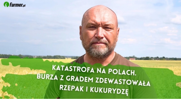 Katastrofa na polach. Burza z gradem zdewastowała rzepak i kukurydzę