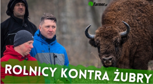 Rolnicy kontra żubry. Jak Król Puszczy stał się szkodnikiem w rolnictwie? Reportaż Farmer.pl