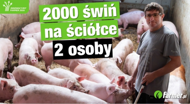 6000 tuczników rocznie bez antybiotyków i 40 ha. Jak teść i zięć organizują tucz w cyklu otwartym?